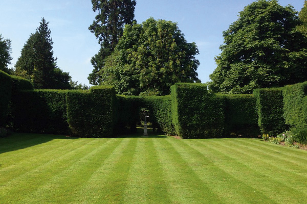 lawn